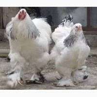 Продам цыплят:Брамы, Кохинхины, Орпингтоны =50 гривен шт. Днепрпетровск