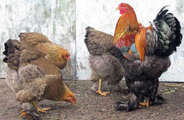 Фото 4. Продам цыплят:Брамы, Кохинхины, Орпингтоны =50 гривен шт. Днепрпетровск