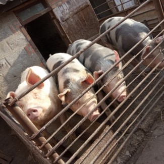Продам свиней мясной породы живым весом