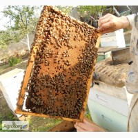 Продам пчёлопакеты, пчел, пчелосемьи