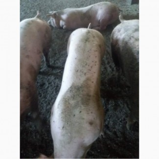 Продаем свиней(трех породный гибрид-бекон)