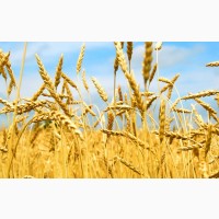 Купляємо пшеницю некондиційну, некласну