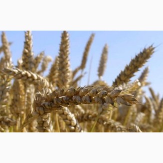 Семена экстрасильной пшеницы Нива Одесская