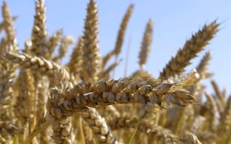 Продам/ семена экстрасильной пшеницы Нива Одесская .