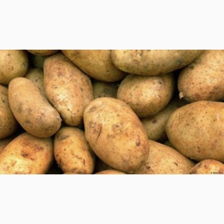 Продам картофель отличного качества сортов Вега, ГАЛА, Родрига, «Крона», «Королева Ан