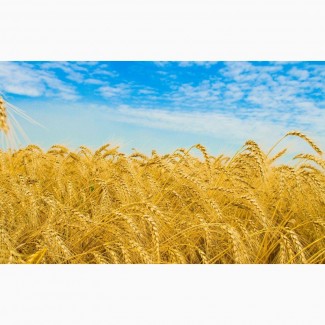 Продам посевной материал озимой пшеницы Скипетр II (суперэлита) Краснодарская селекция