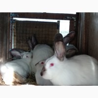 Продам кролів французького барана та каліфорнійської порід
