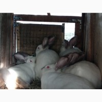 Продам кролів французького барана та каліфорнійської порід