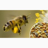 Куплю оптом пчелиную пыльцу (от 30 кг) сухую, свежую 2020 года