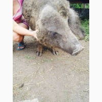 Купить поросята продаж порода Венгерска мангалица свиньи кабанчик хрячок свині свиноматка