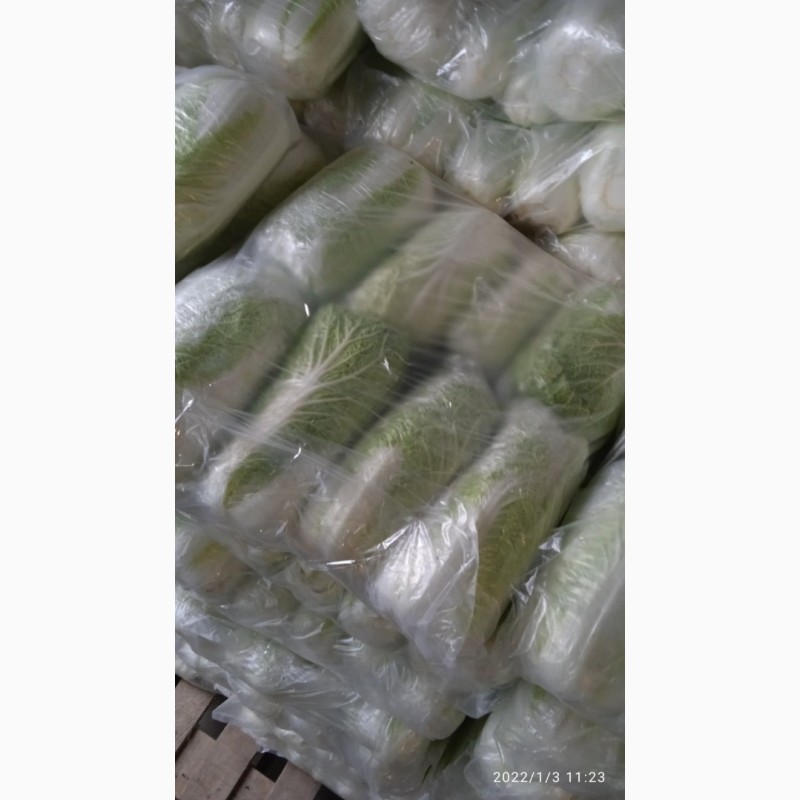 Фото 6. Продаем пекинскую капусту