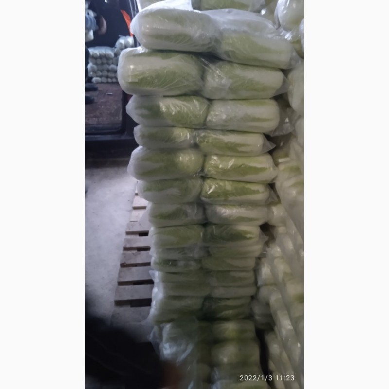 Фото 4. Продаем пекинскую капусту
