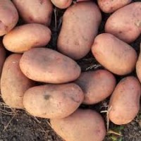 Товарна картопля оптом за смішними цінами
