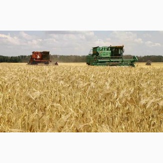 Куплю пшеницу оптом, крупным оптом вся Украина