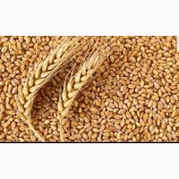 Предлагают кукурузу на экспорт Украины FOB