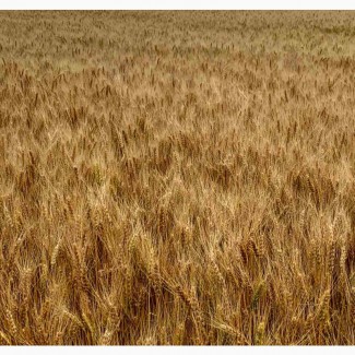 Озима пшениця ЛІРА ОДЕСЬКА (еліта, урожай 2022 року)