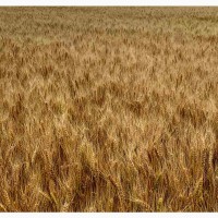 Озима пшениця ЛІРА ОДЕСЬКА (еліта, урожай 2022 року)