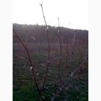 Продам виноград Молдова ( не саженцы)