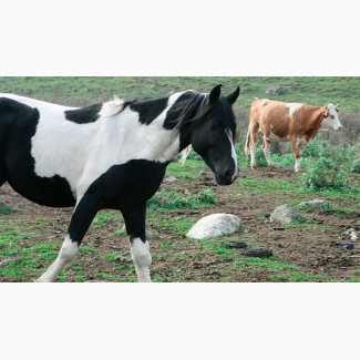 Закуплю коней коров биків