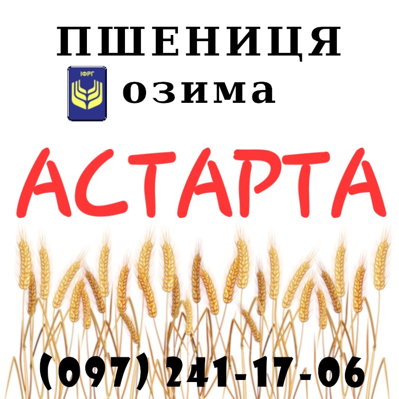 Фото 2. Насіння озимої пшениці Даринка Київська (ІФРіГ), еліта - від виробника