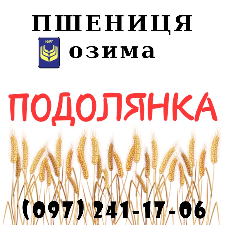 Фото 3. Насіння озимої пшениці Даринка Київська (ІФРіГ), еліта - від виробника