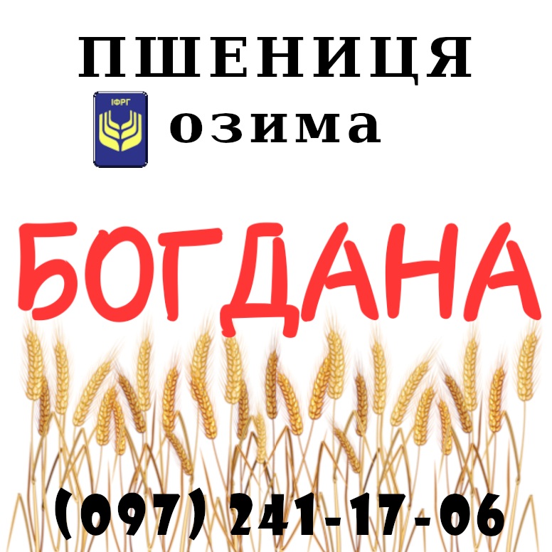 Фото 4. Насіння озимої пшениці Даринка Київська (ІФРіГ), еліта - від виробника