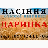 Насіння озимої пшениці Даринка Київська (ІФРіГ), еліта - від виробника