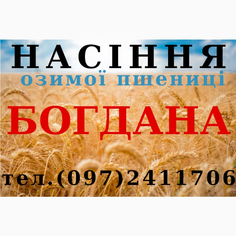 Фото 7. Насіння озимої пшениці Даринка Київська (ІФРіГ), еліта - від виробника