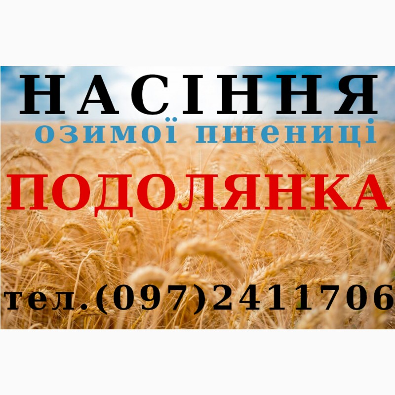 Фото 8. Насіння озимої пшениці Даринка Київська (ІФРіГ), еліта - від виробника