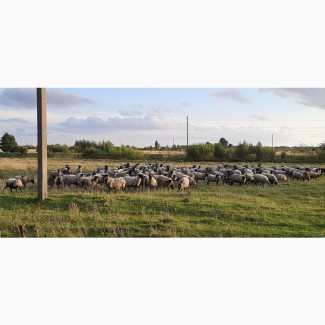 Романівські вівці, овцы, бараны