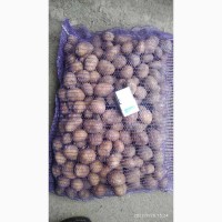 Продам насіння картоплі Арізона, продам посадочную картошку Аризона