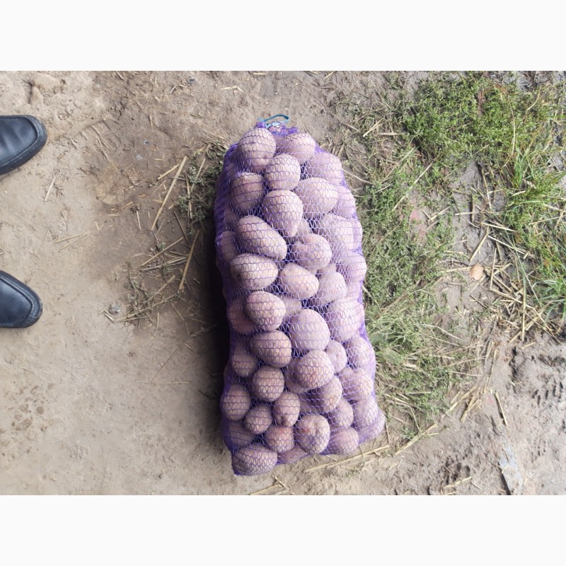 Фото 3. Продам товарний картофель сорт белорос