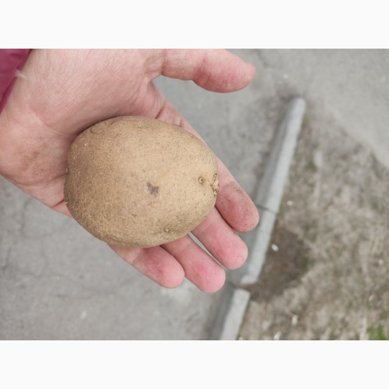 Фото 2. Картопля