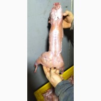 Тушки кролик мясо