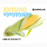 Купуємо кукурудзу