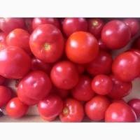Продам домашні помідори, сорт капонет
