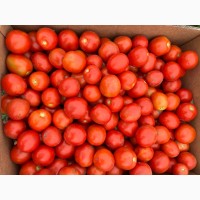 Продам помідори (сливки) опт