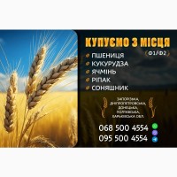 Зерно Пшениця