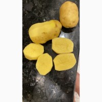 Куплю картоплю великим оптом від 22т