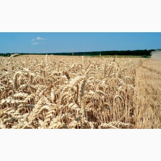 Купляємо пшеницю ( 2/3/4 клас) Рівенська область