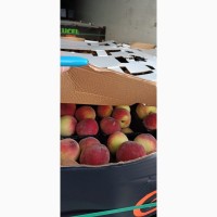 Персик и нектарин оптом