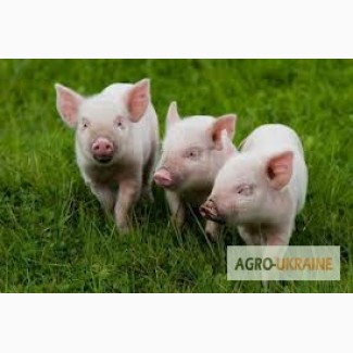 Білкові вітамінно-мінеральні добавки для свиней на відгодівлі 15-12, 5% «КТ 60-110»