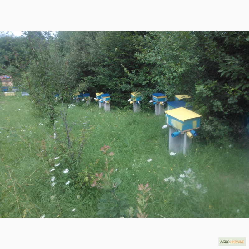 Фото 3. Пчелопакеты. Пчеломатки Карпатской пчелы с доставкой по Украине