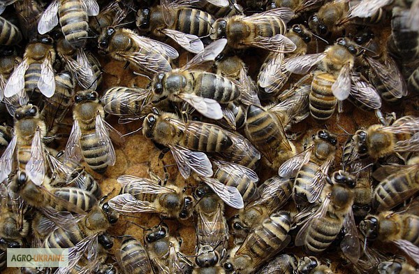 Фото 4. Пчелопакеты. Пчеломатки Карпатской пчелы с доставкой по Украине