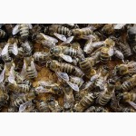 Пчелопакеты. Пчеломатки Карпатской пчелы с доставкой по Украине