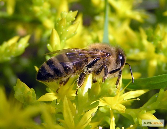 Фото 5. Пчелопакеты. Пчеломатки Карпатской пчелы с доставкой по Украине