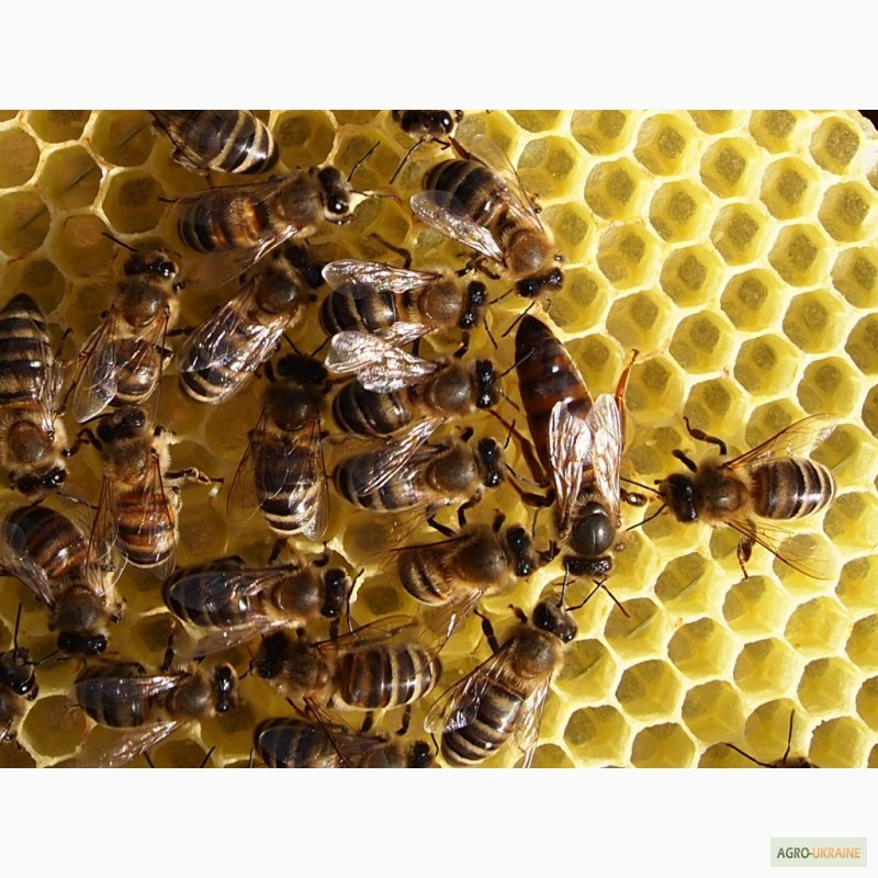 Фото 6. Пчелопакеты. Пчеломатки Карпатской пчелы с доставкой по Украине