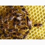 Пчелопакеты. Пчеломатки Карпатской пчелы с доставкой по Украине