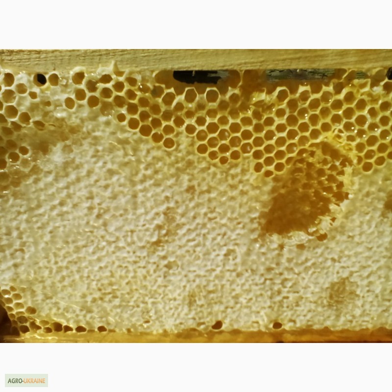 Фото 9. Пчелопакеты. Пчеломатки Карпатской пчелы с доставкой по Украине