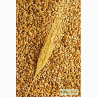 Продаем пшеницу на экспорт. Sell wheat, corn FOB Black Sea